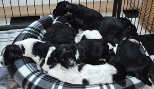 schapendoes F-nest van de Roeskebeer
